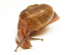 Cryptozona bistrialis India adult